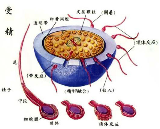 受精卵着床后会有哪些症状？医生介绍，这几种感觉要注意